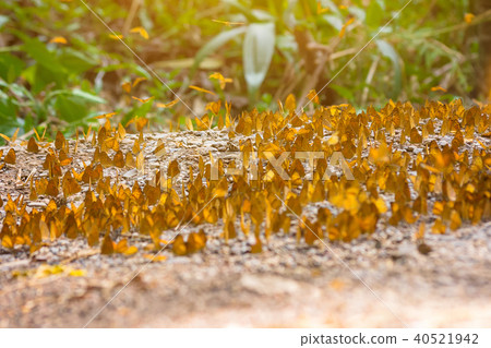 Group of butterflies puddling on the ground 40521942
