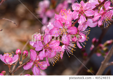 A single garden cherry tree (Human Euni Waza Kura) 40524655