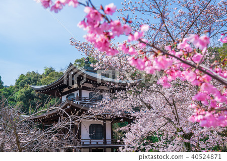 Cherry blossoms at Kyoto Impero-ji 40524871