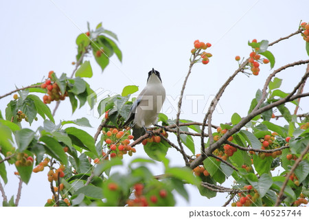 Magpie on cherry tree 40525744