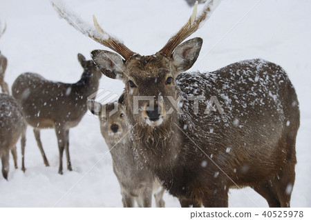 Ezo deer Ezo deer 40525978