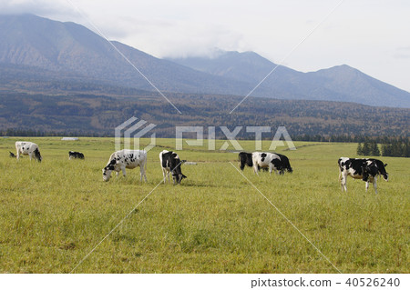 Pasture cattle 40526240