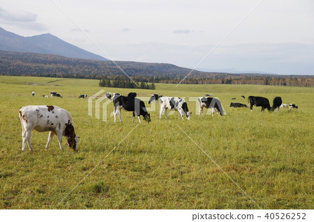 Pasture cattle Pasture cattle 40526252