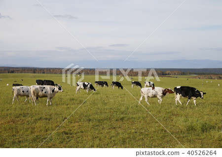 Pasture cattle 40526264