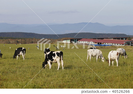 Pasture cattle 40526266