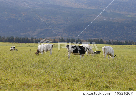 Pasture cattle Pasture cattle 40526267