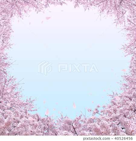 櫻花盛開 櫻花盛開 40526456