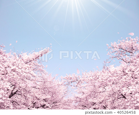 Cherry tree in full bloom  40526458