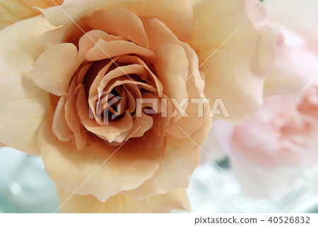 rose rose 40526832