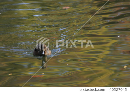  Wigeon 40527045