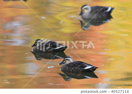 Karugamo of autumnal season 40527118