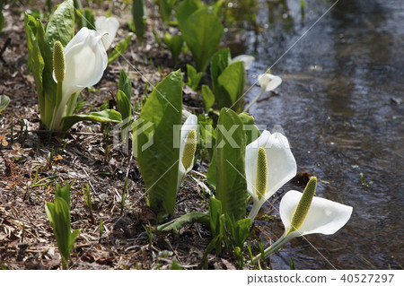 水芭蕉 照片素材 圖片 圖庫