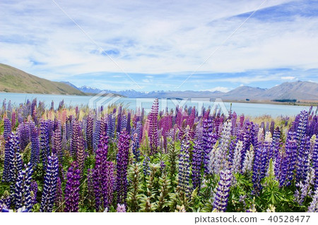 flower, lavander, lavender 40528477