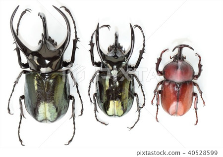 Caucasus okabuto Atlas okabuto domestic beetle White background Caucasus okabuto Atlas okabuto domestic beetle White background 40528599