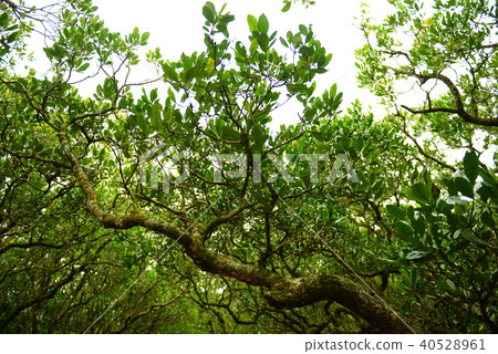 Amami Oshima Mangrove Amami Oshima Mangrove 40528961
