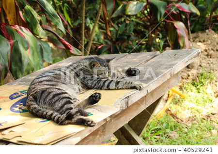 小貓 小貓 40529241