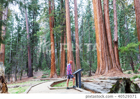Sequoia Sequoia 40529371