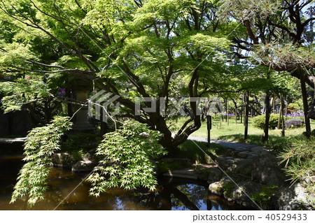 Matsukage新鮮綠色茅崎 40529433