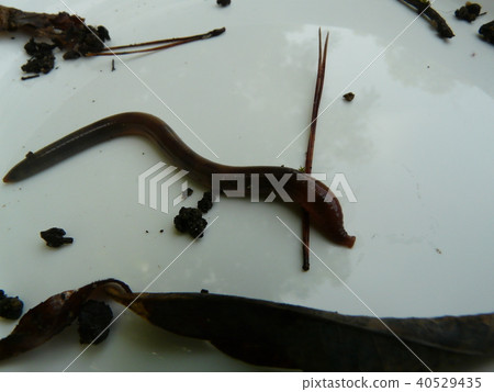 蚯蚓 40529435