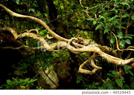 Amami Oshima modama 40529445