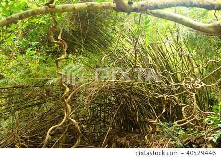 Amami Oshima modama Amami Oshima modama 40529446