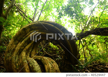 Amami Oshima modama 40529447