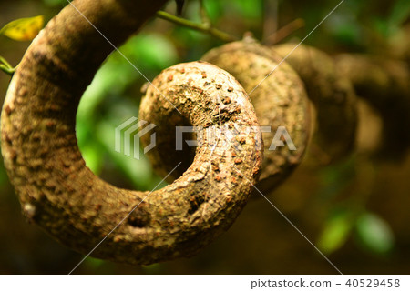 Amami Oshima modama 40529458