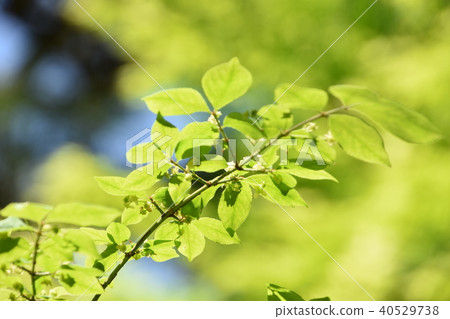 Fresh green eco image 40529738