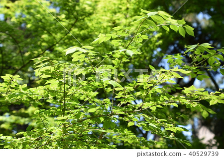 Fresh green eco image 40529739