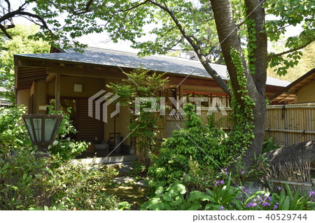 Matsukage fresh green Chigasaki 40529744