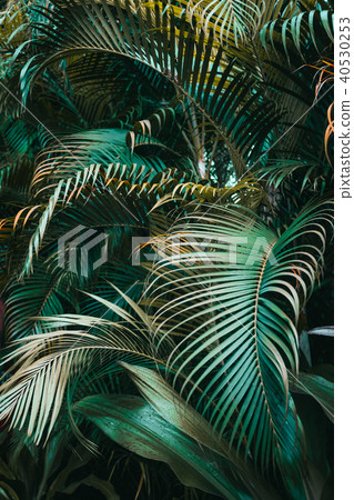 Deep dark green palm leaves pattern 40530253