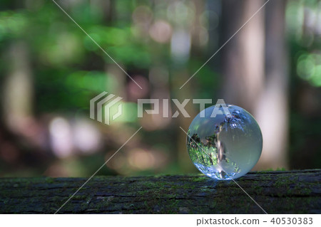 Globe of the forest 40530383