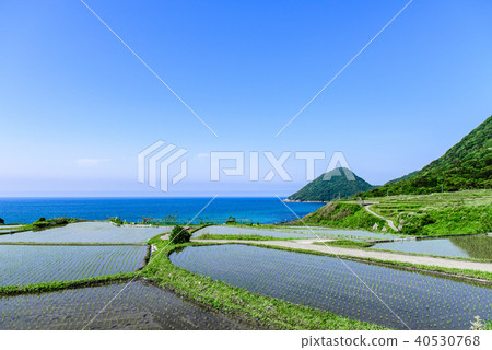 Tanada Kyoto of Sodeshi 40530768