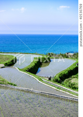 Tanada Kyoto of Sodeshi 40530769