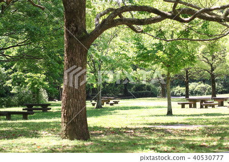 A fresh green park image A fresh green park image 40530777