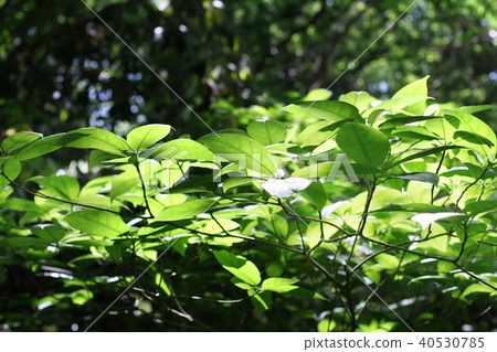 A fresh green park image 40530785