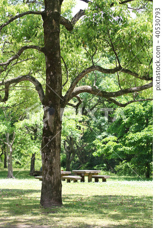 A fresh green park image A fresh green park image 40530793