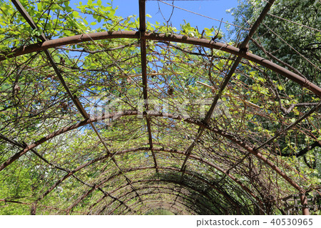 Wild grapes on the roof Wild grapes on the roof 40530965
