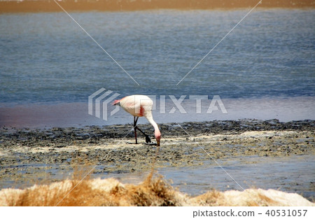 Laguna Canyapa's Flamingo 40531057