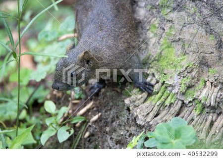 squirrel squirrel 40532299