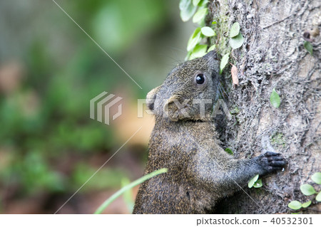 squirrel squirrel 40532301