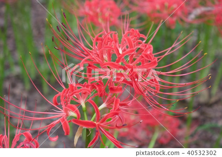 Cluster amaryllis 40532302