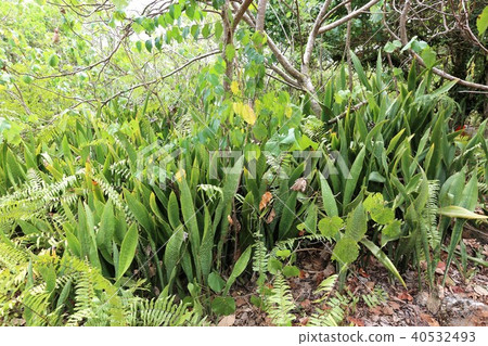 Jungle 40532493