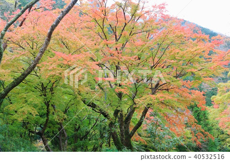 Big tree of the maple Beginning of the autumn leaves Big tree of the maple Beginning of the autumn leaves 40532516