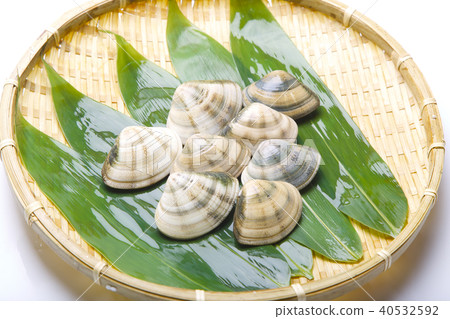 Kodama shellfish Kodamagai ingredients Kodama shellfish Kodamagai ingredients 40532592