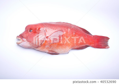 Kobudai食物 Kobudai食物 40532690