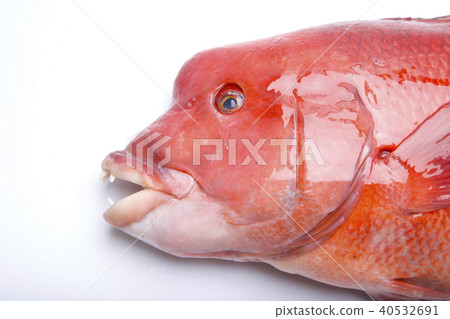 Kobudai食物 Kobudai食物 40532691