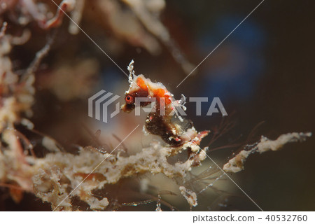 河馬凸輪通過切斷海馬沖繩 40532760