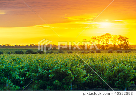Grape vines in McLaren Vale at sunset 40532898