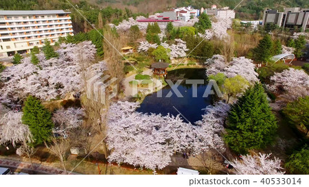 Cherry Blossom Spring of Bomun Park, Gyeongju Cherry Blossom Spring of Bomun Park, Gyeongju 40533014